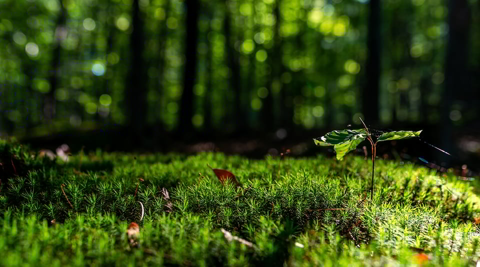 Clear Channel on WWF Green Office -sertifioitu yritys